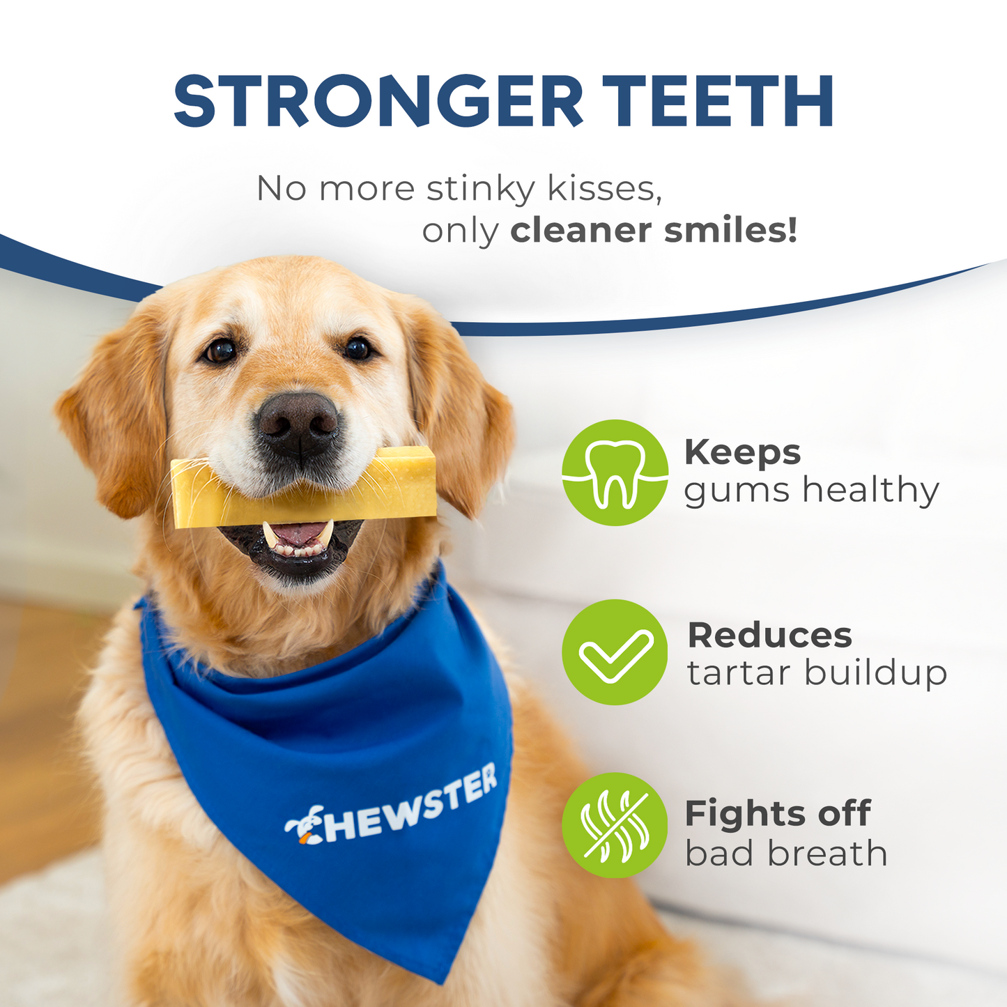 Masticables de queso natural CHEWSTER para perros tamaño XXL