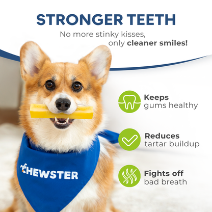 Masticables de queso natural CHEWSTER para perros, tamaño M 